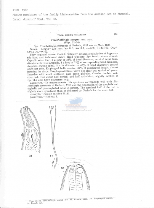Terschellingia magna