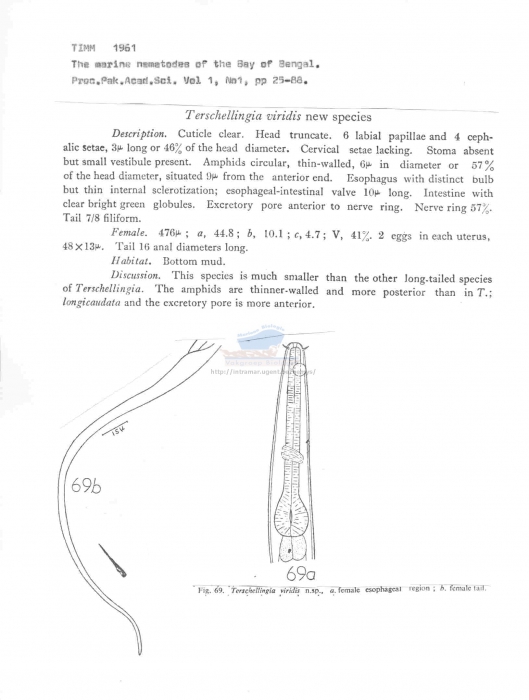 Terschellingia viridis