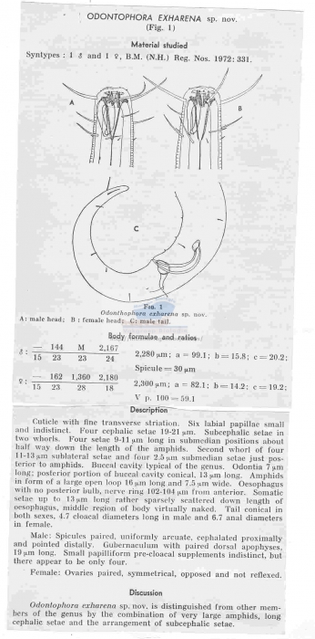 Odontophora exharena