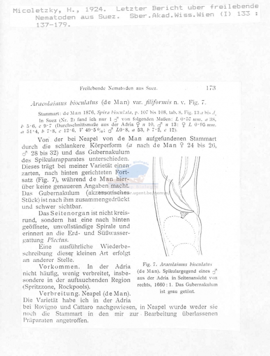 Araeolaimus bioculatus