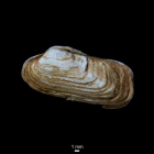 Hiatella arctica