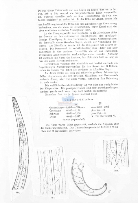 Araeolaimus steineri