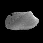 Hiatella arctica