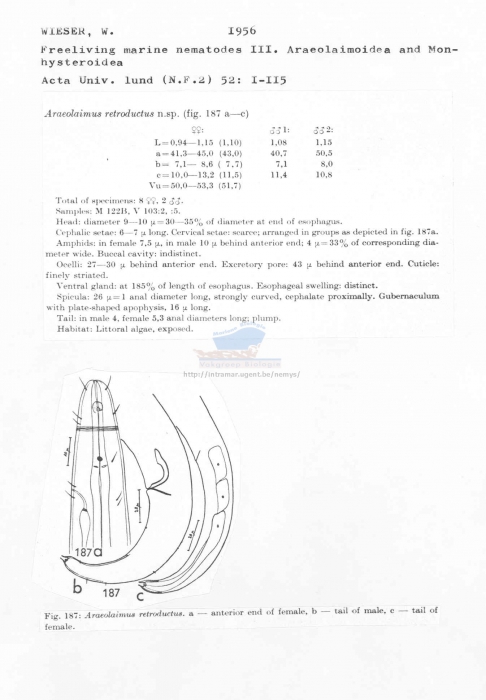 Araeolaimus retroductus