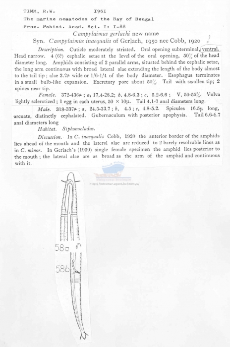 Campylaimus gerlachi