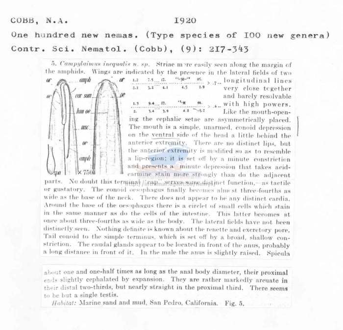 Campylaimus inaequalis