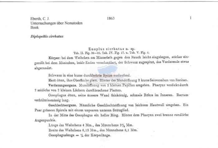 Diplopeltis cirrhatus