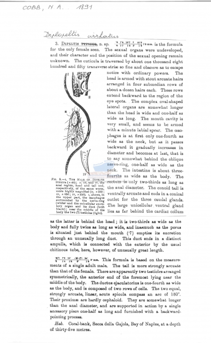 Diplopeltis cirrhatus