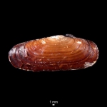 Bivalvia