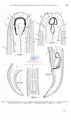 Nematode file-library of the Marine Biology Section (Ghent University, Belgium)