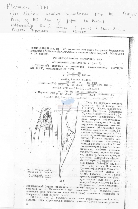Dorylaimopsis peculiaris