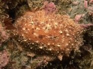 Geitodoris planata (Alder & Hancock, 1846)