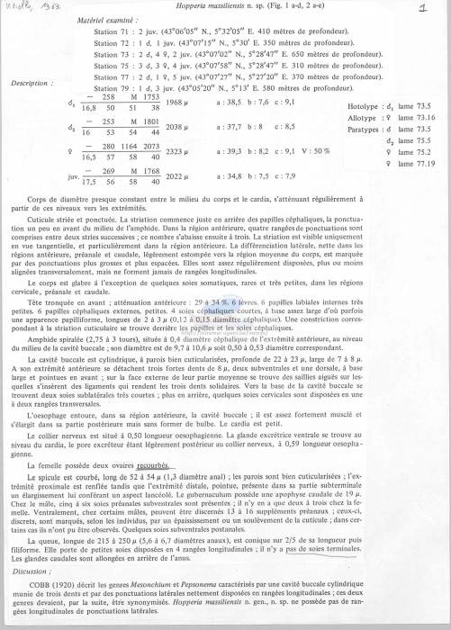 Hopperia massiliensis