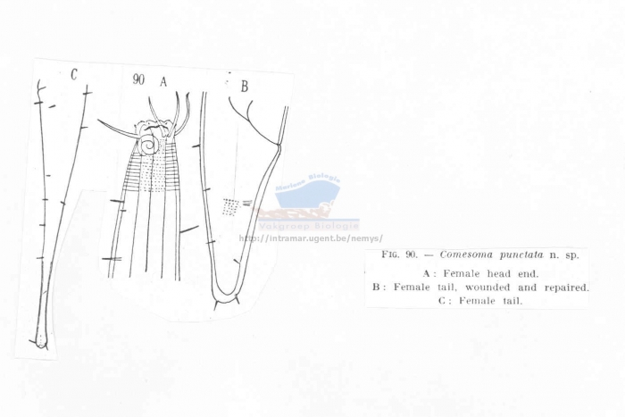 Metacomesoma punctatum