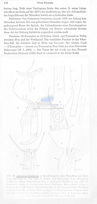 Sabatieria longispinosa