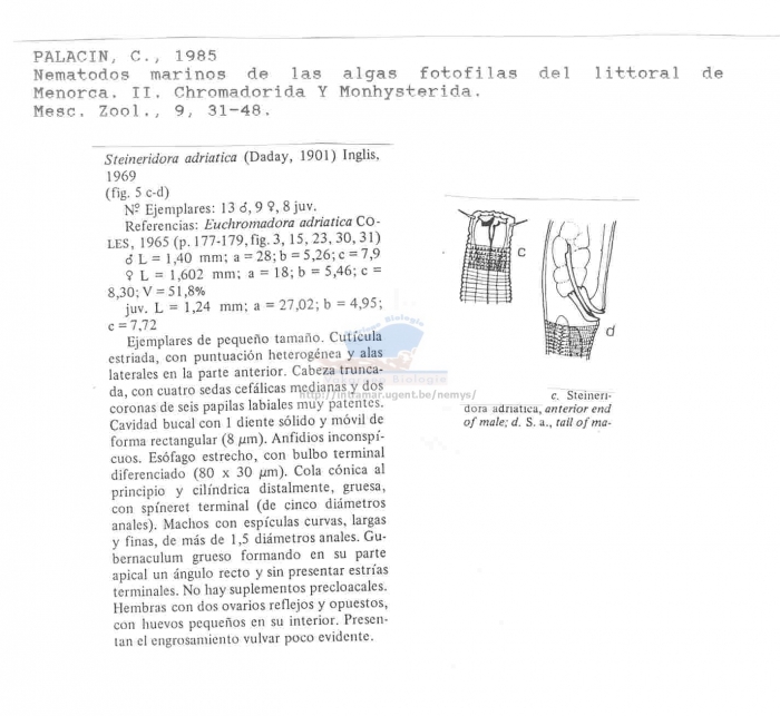 Steineridora adriatica