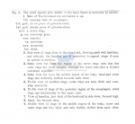 Steineridora archaica