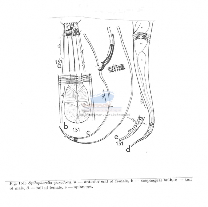 Spilophorella paradoxa