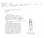 Spilophorella paradoxa