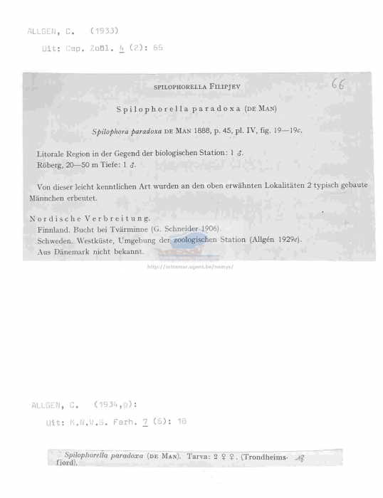 Spilophorella paradoxa