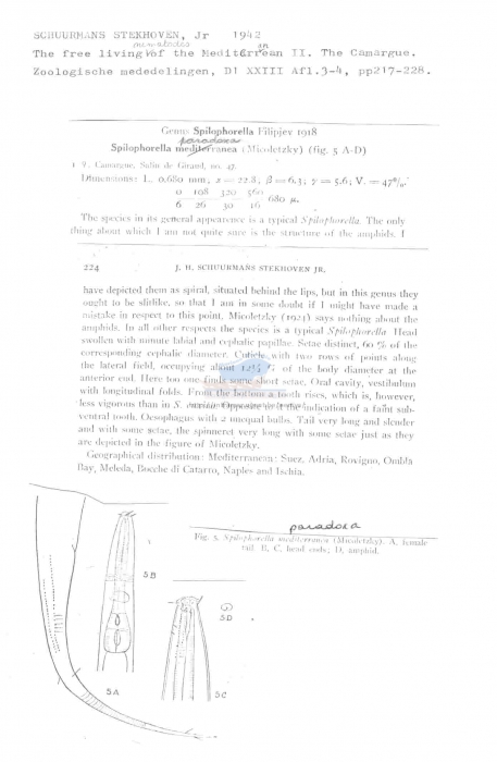 Spilophorella paradoxa