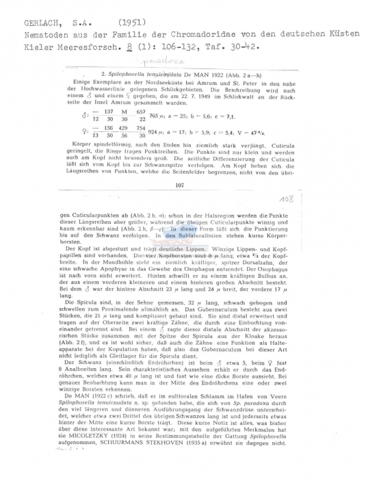 Spilophorella paradoxa