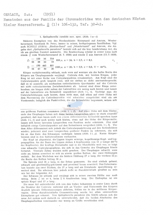 Spilophorella candida