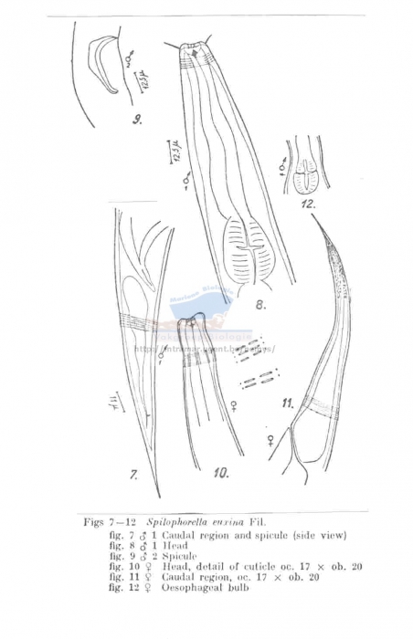 Spilophorella euxina