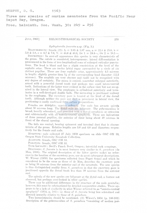 Spilophorella furcata