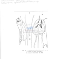 Nematode file-library of the Marine Biology Section (Ghent University, Belgium)