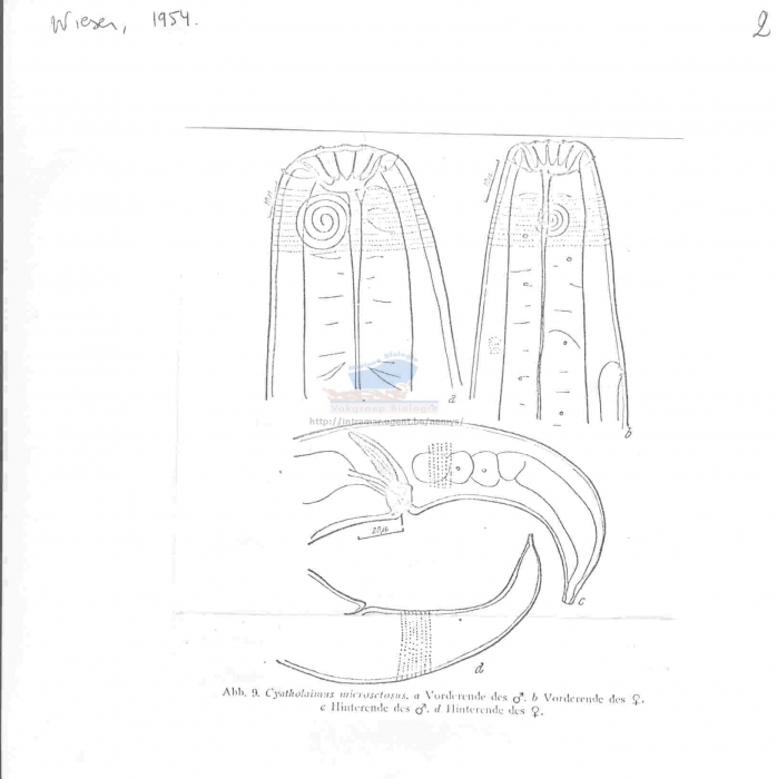 Cyatholaimus microsetosus