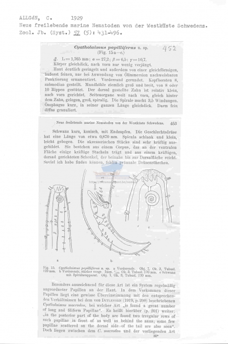 Cyatholaimus papilliferus