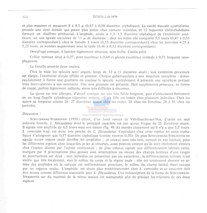 Longicyatholaimus cervoides