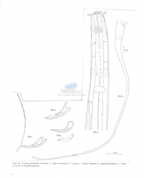 Longicyatholaimus cervoides