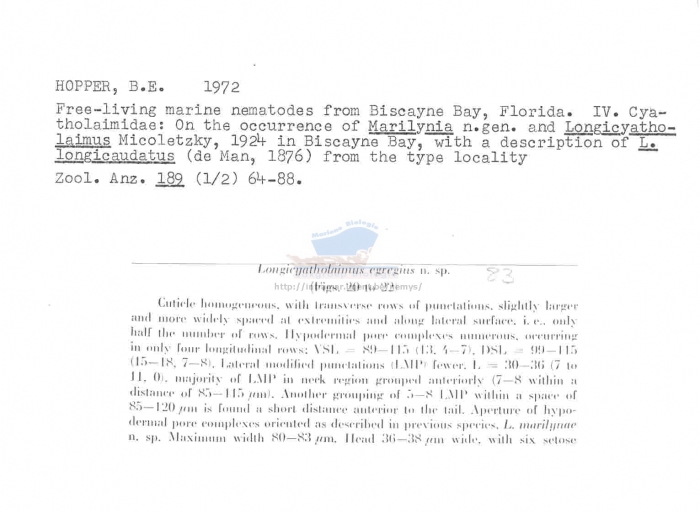 Longicyatholaimus egregius