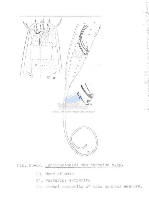 Longicyatholaimus egregius