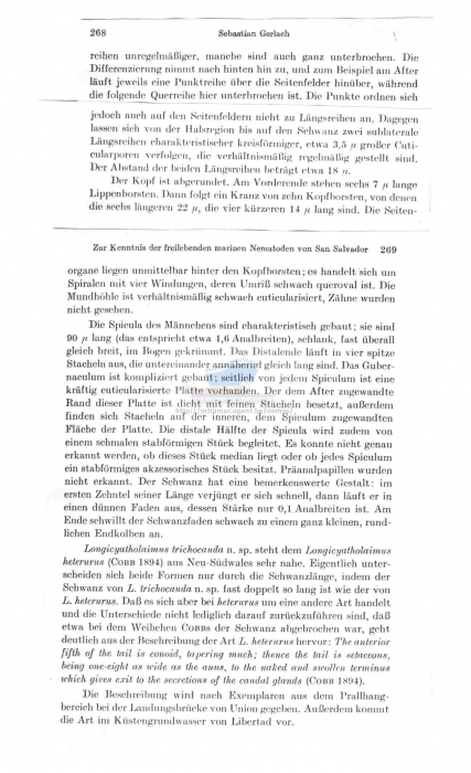 Longicyatholaimus trichocauda