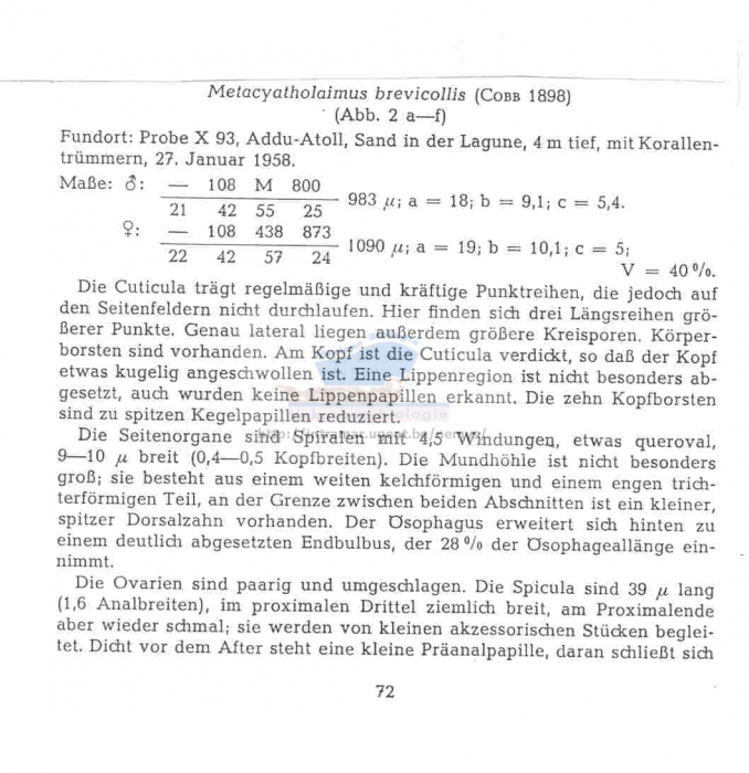 Metacyatholaimus brevicollis
