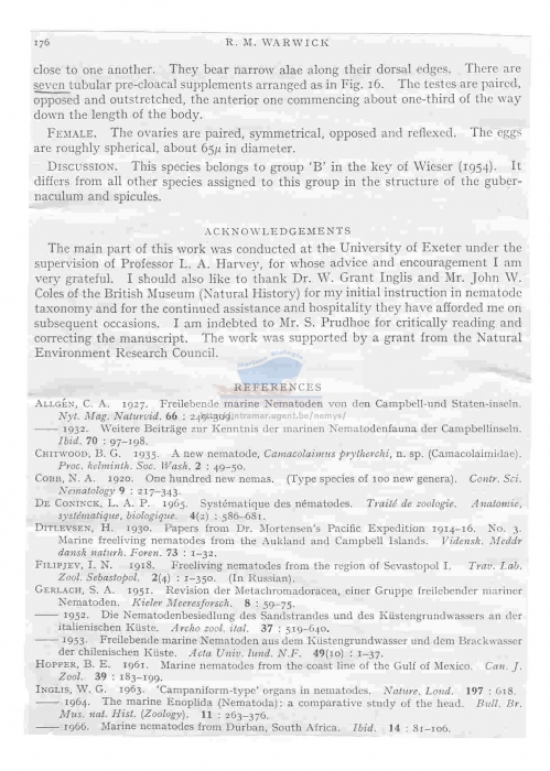 Praeacanthonchus opheliae