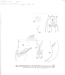 Publication snippets