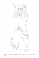 Nematode file-library of the Marine Biology Section (Ghent University, Belgium)