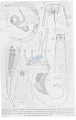 Nematode file-library of the Marine Biology Section (Ghent University, Belgium)