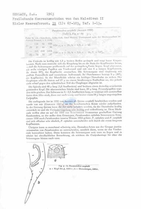 Paradesmodora campbelli