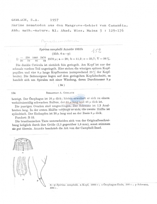 Paradesmodora campbelli