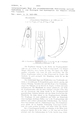 Nematode file-library of the Marine Biology Section (Ghent University, Belgium)