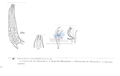 Nematode file-library of the Marine Biology Section (Ghent University, Belgium)