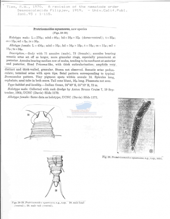Protricomoides squamosus