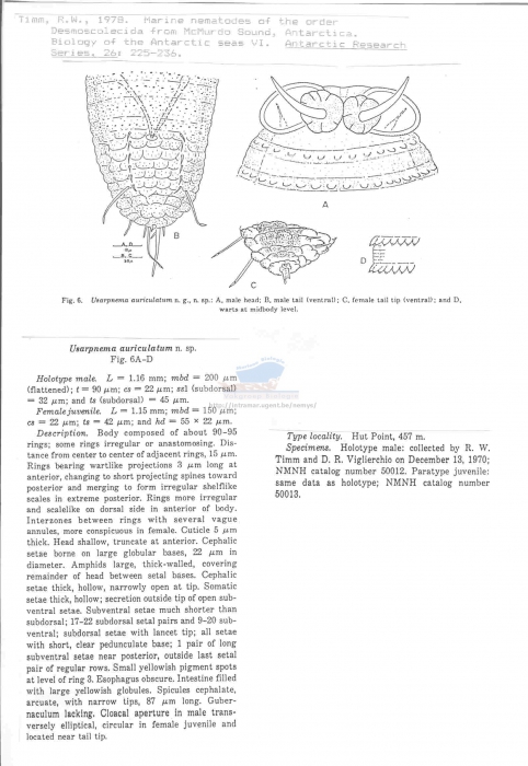 Usarpnema auriculatum