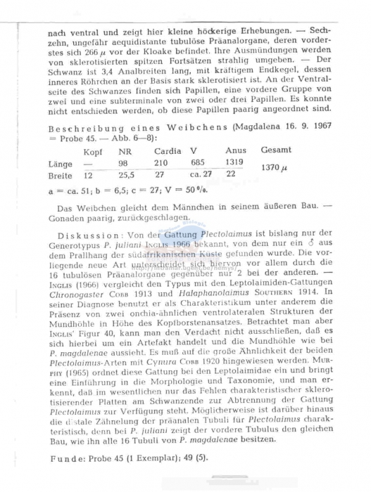 Plectolaimus magdalenae