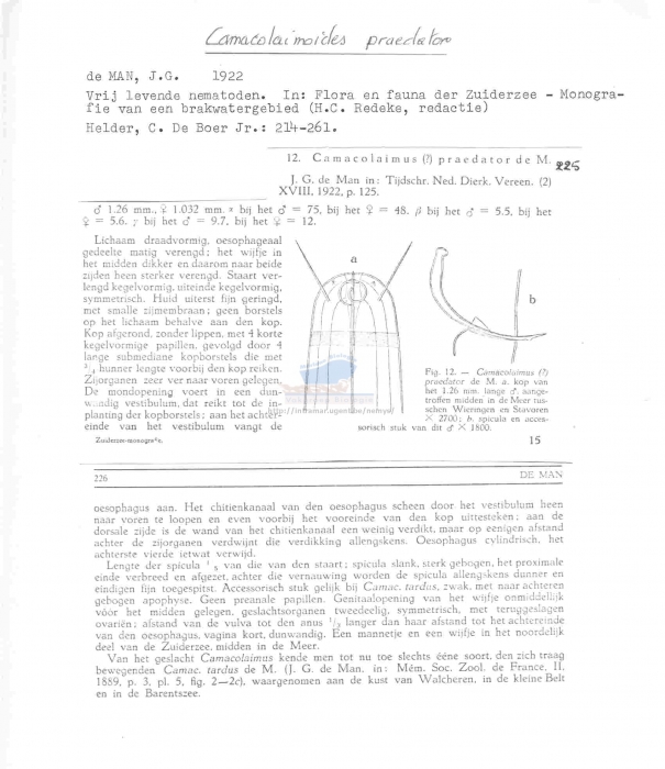 Camacolaimoides praedator